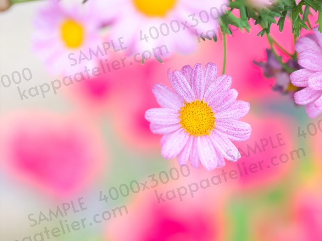 マーガレット 写真素材 花 margaret flower image material