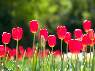 赤いチューリップ 写真素材 花 tulip flower image material