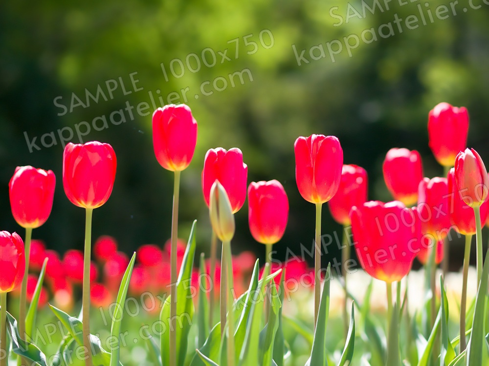 赤いチューリップ 写真素材 花 tulip flower image material