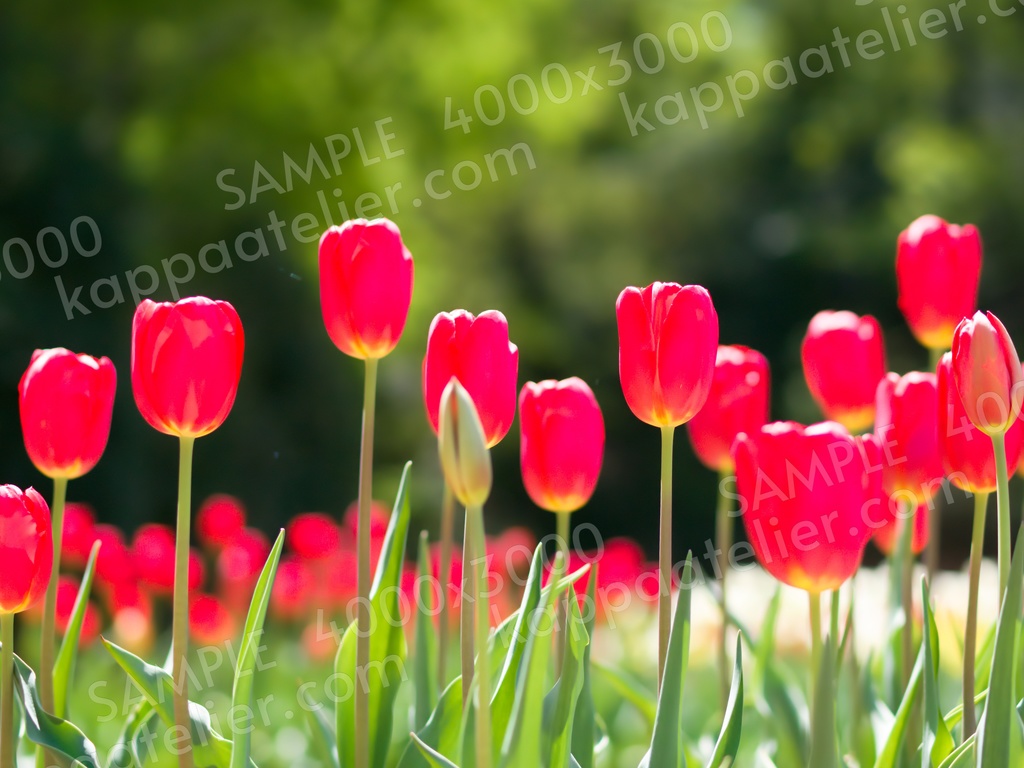 赤いチューリップ 写真素材 花 tulip flower image material