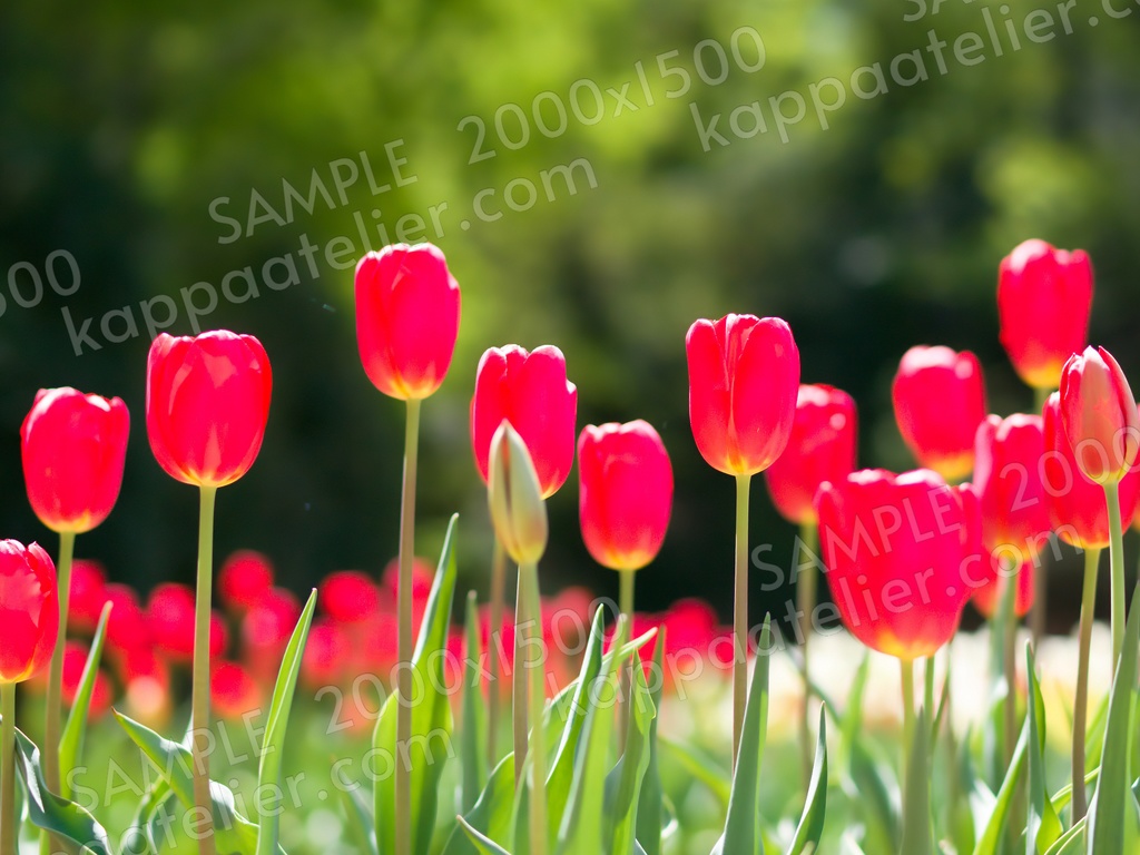 赤いチューリップ 写真素材 花 tulip flower image material