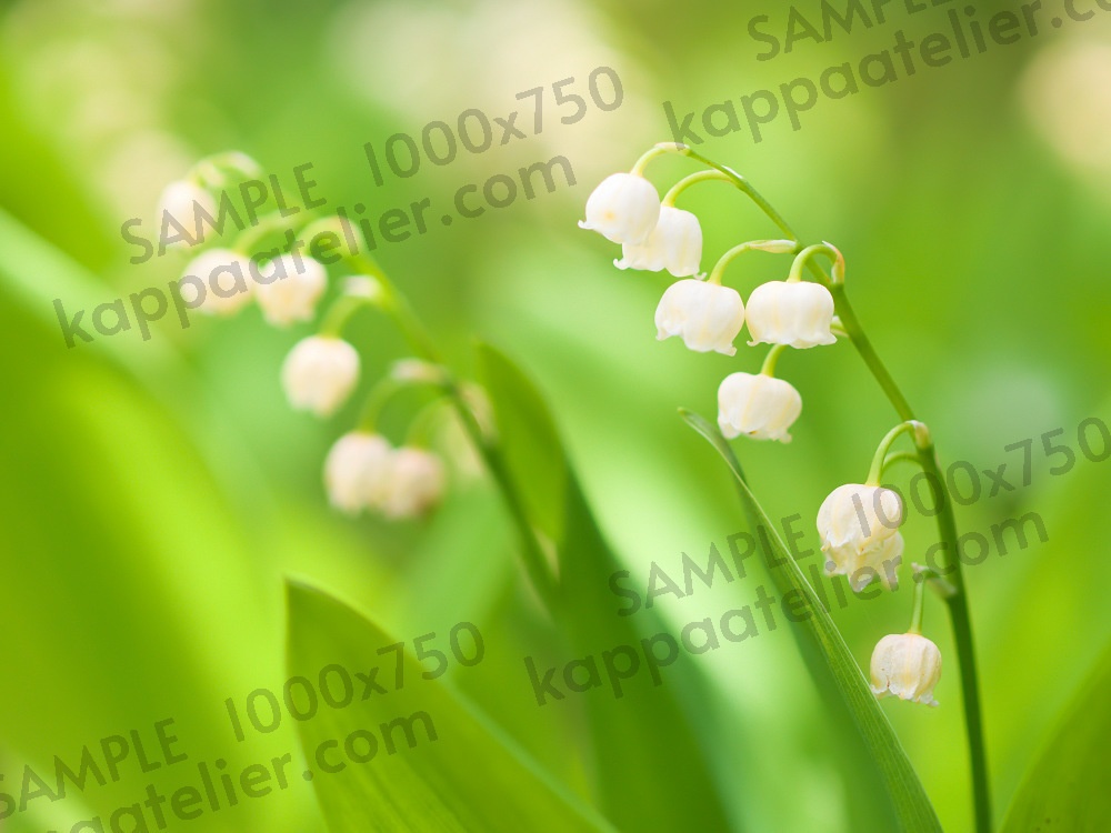 スズラン 写真素材 花 lily of the valley flower image material