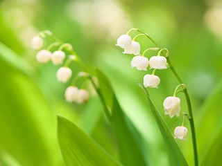 スズラン 写真素材 花 lily of the valley flower image material