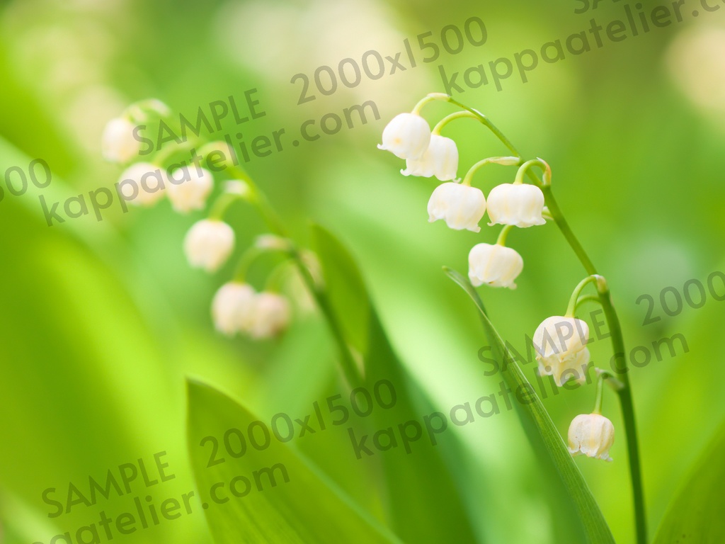 スズラン 写真素材 花 lily of the valley flower image material