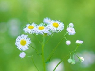 ハルジオン 写真素材 花 philadelphia fleabane flower image material