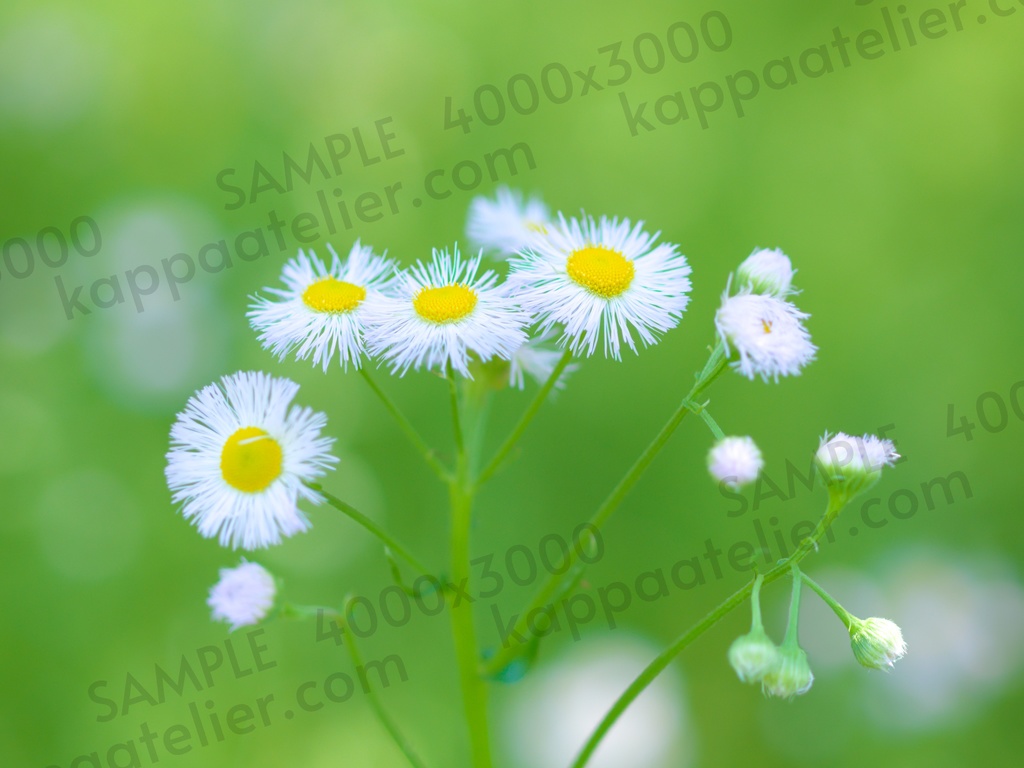 ハルジオン 写真素材 花 philadelphia fleabane flower image material
