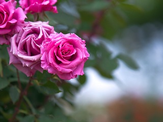 ピンクの薔薇 写真素材 花 rose flower image material