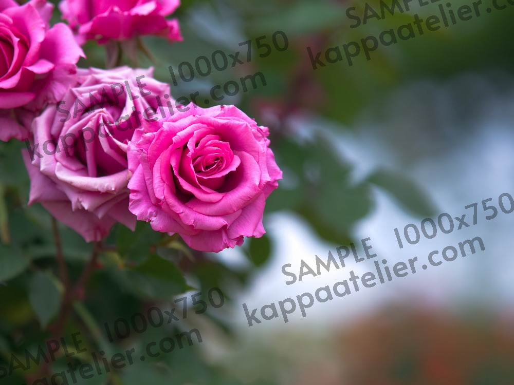 ピンクの薔薇 写真素材 花 rose flower image material