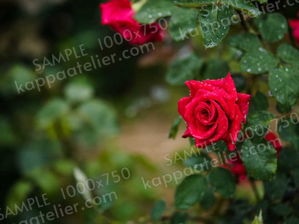 雨の日の赤いバラ 写真素材 花 red rose flower image material