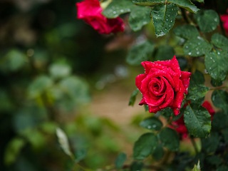 雨の日の赤いバラ 写真素材 花 red rose flower image material