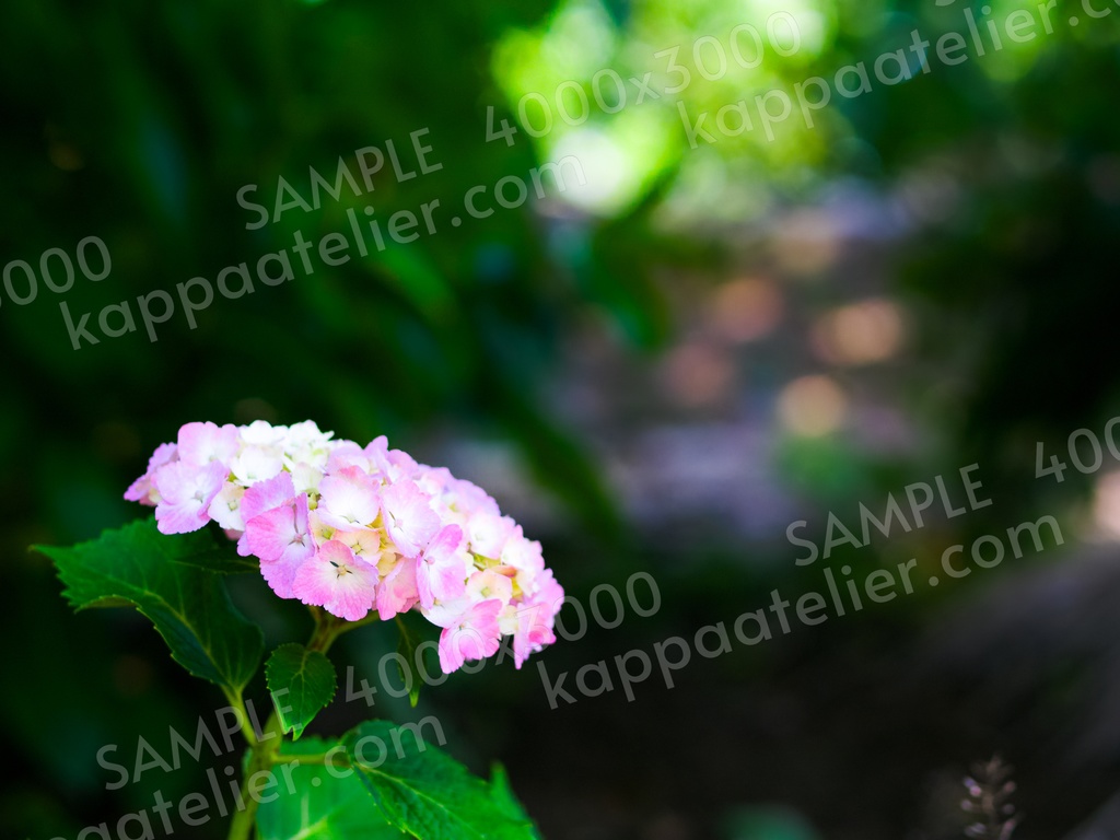 紫陽花 写真素材 花 hydrangea flower image material