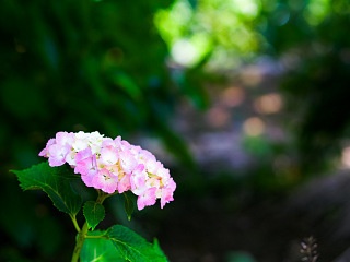 紫陽花 写真素材 花 hydrangea flower image material