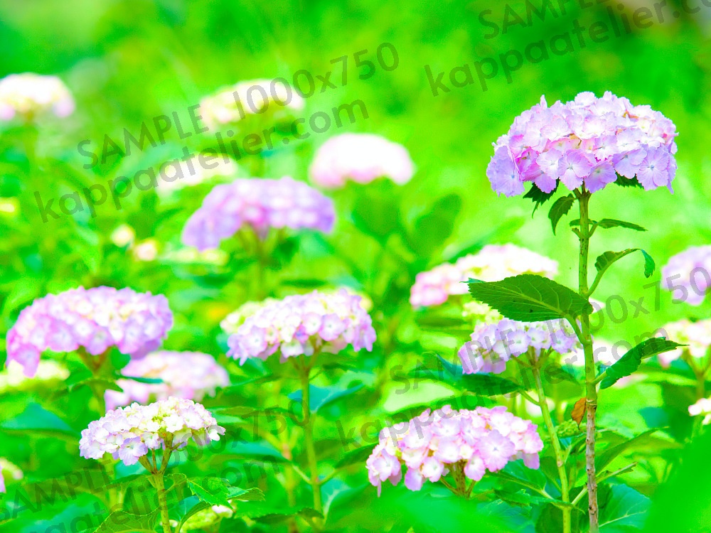 紫陽花 写真素材 花 hydrangea flower image material