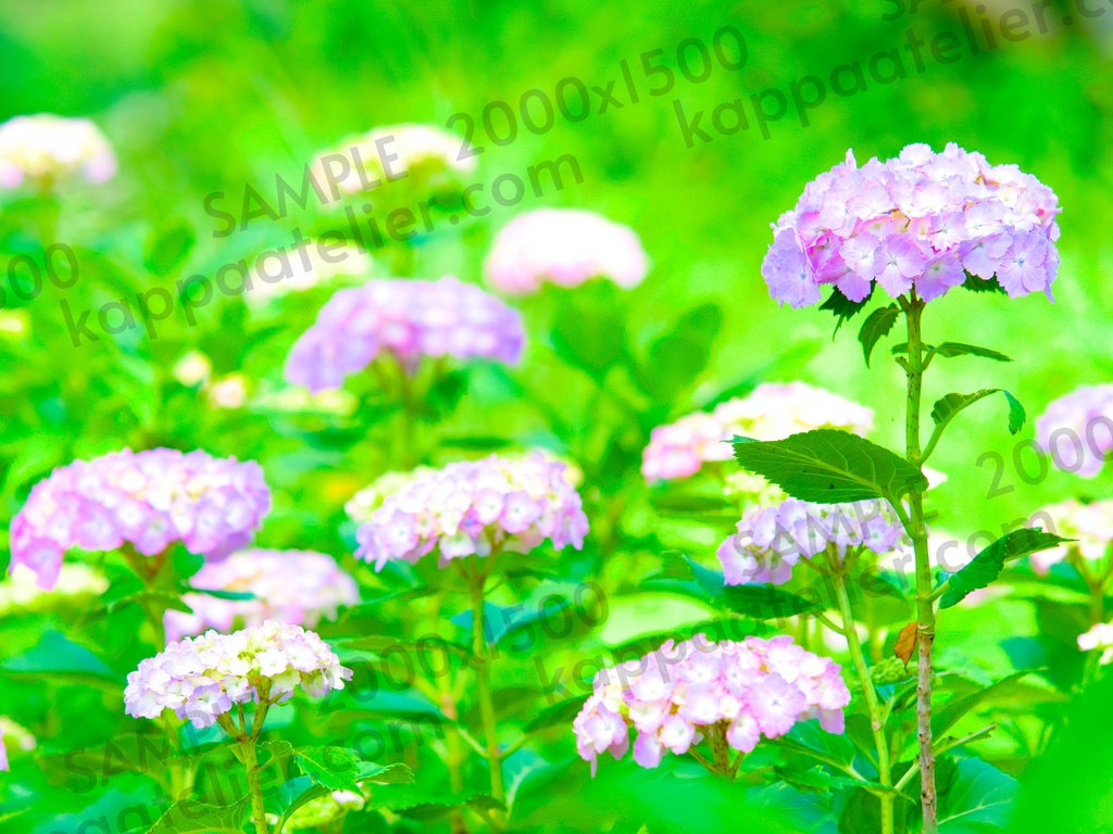 紫陽花 写真素材 花 hydrangea flower image material