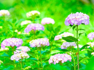 紫陽花 写真素材 花 hydrangea flower image material