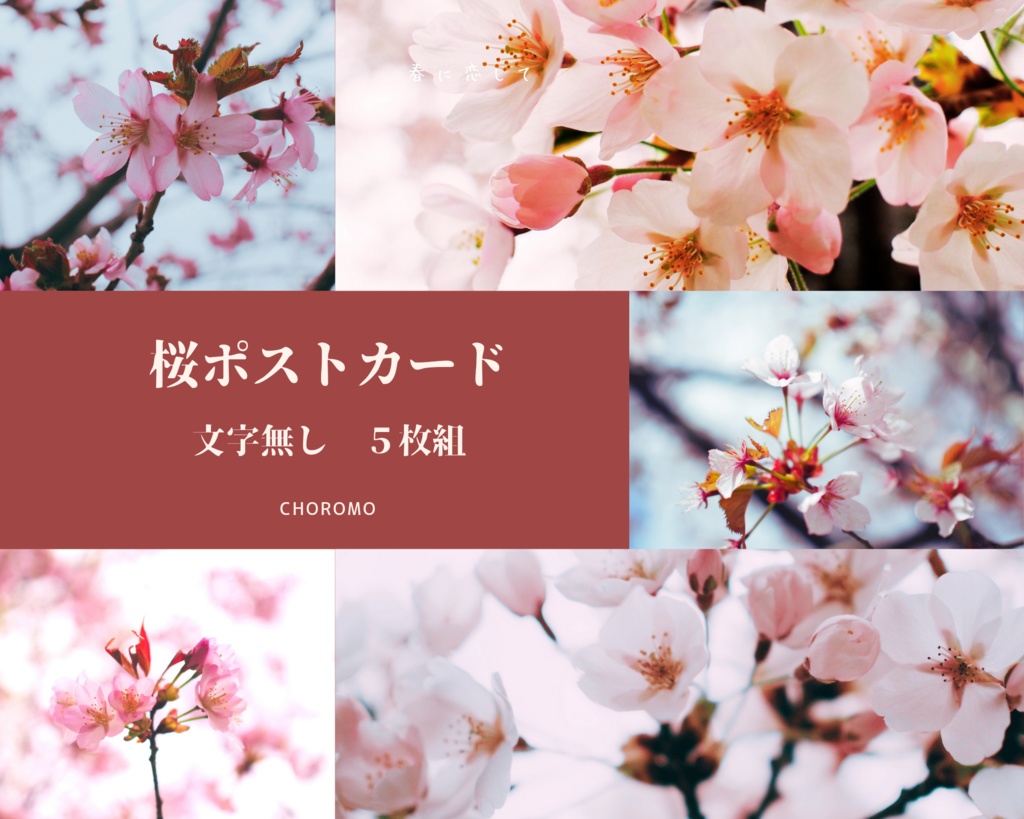 桜 写真 ポストカード　5枚組(文字無し)