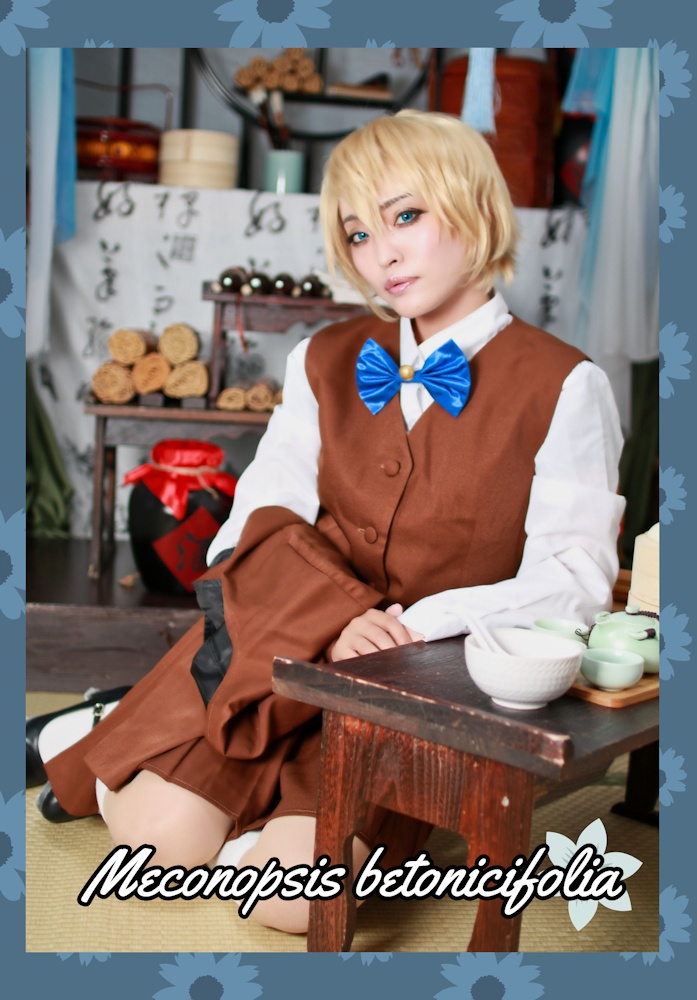 Meconopsis betonicifolia