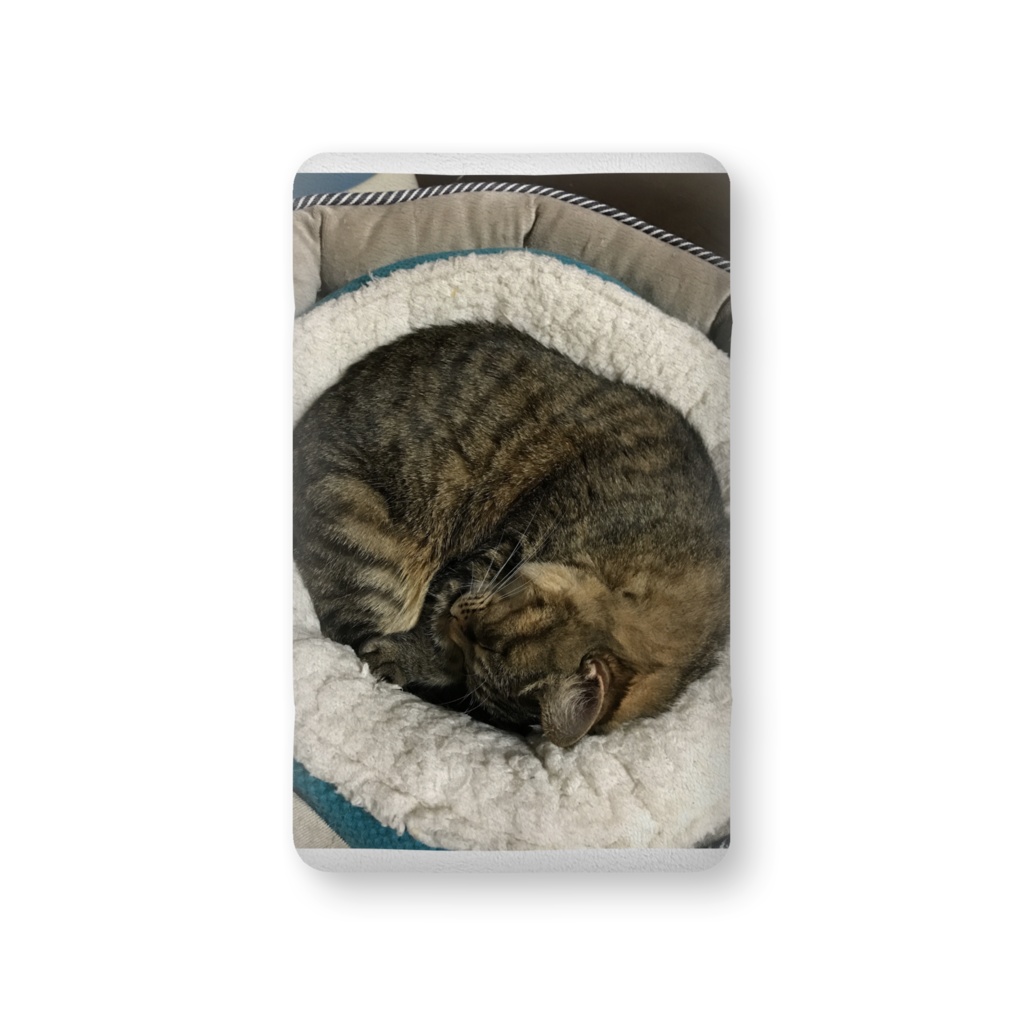 飼い猫チャチャのふかふかクッション