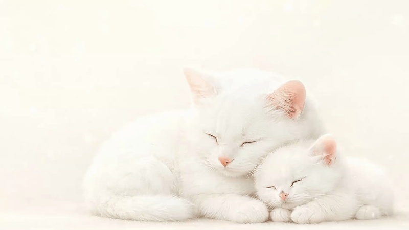 【背景・動画素材】寄り添う白猫の親子（かわいい・癒し・動物・絵本風）横長バリエーション選択 [Sleeping White Cats Animated & Still Background]