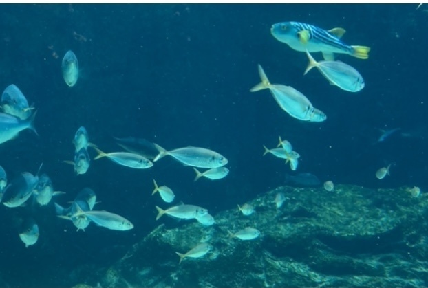 Y様 オーダー品 流星