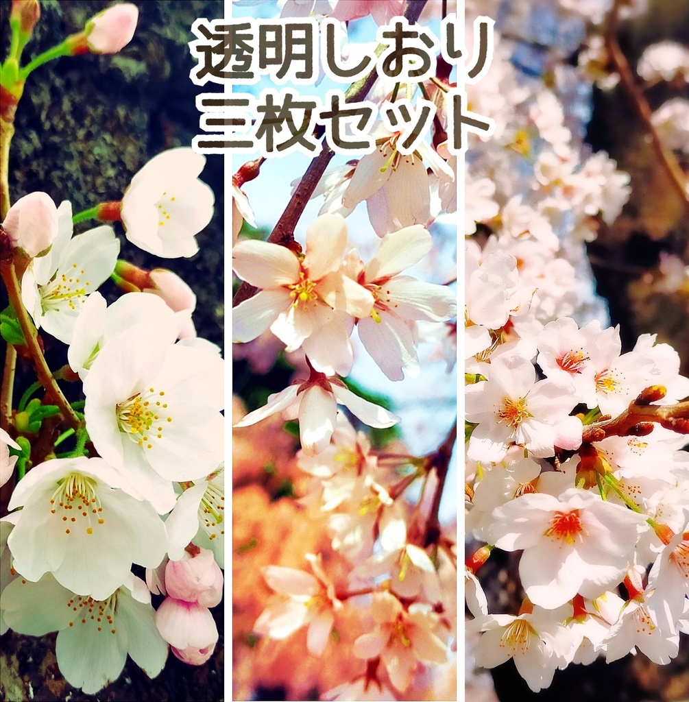 透明しおり3枚セット サクラ柄