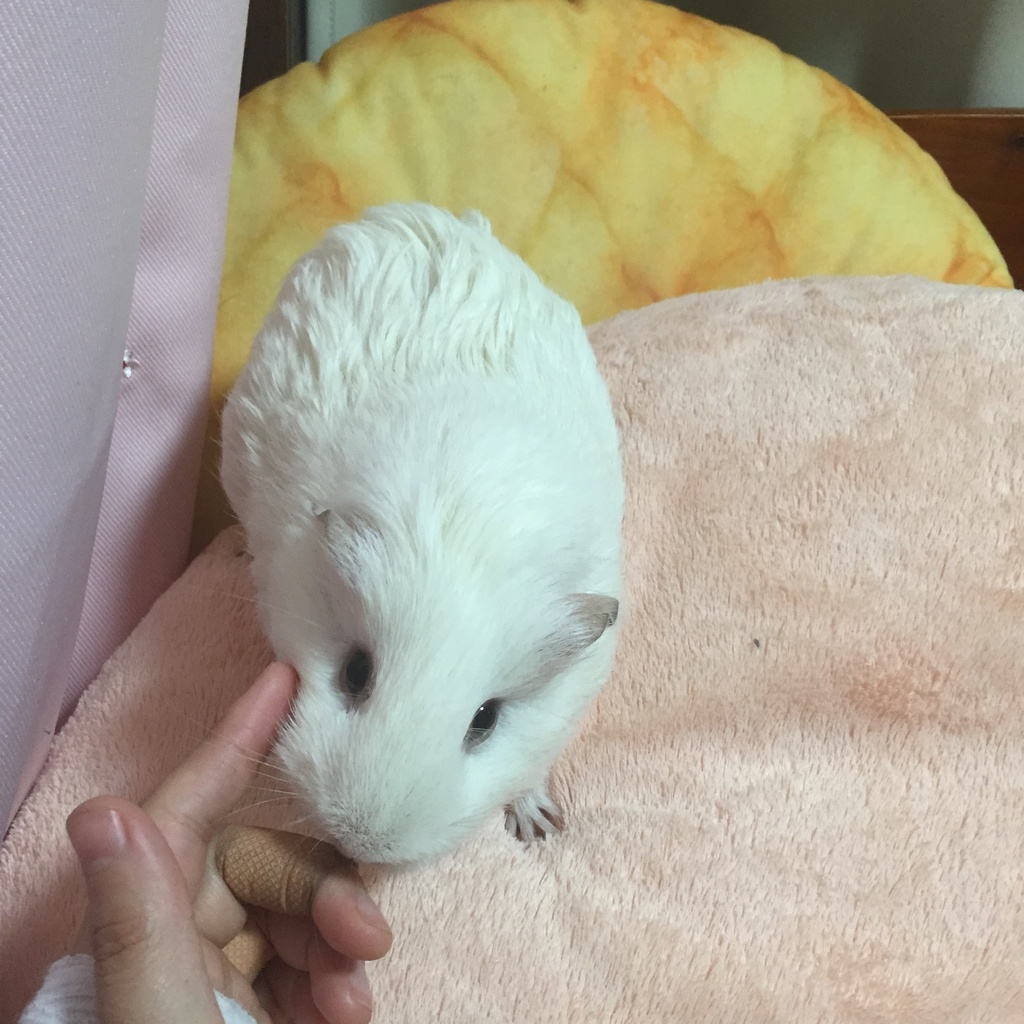 モルモットのおさんこち