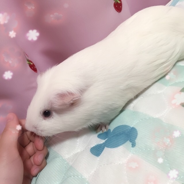 モルモットのおさんこち