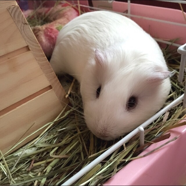 モルモットのおさんこち