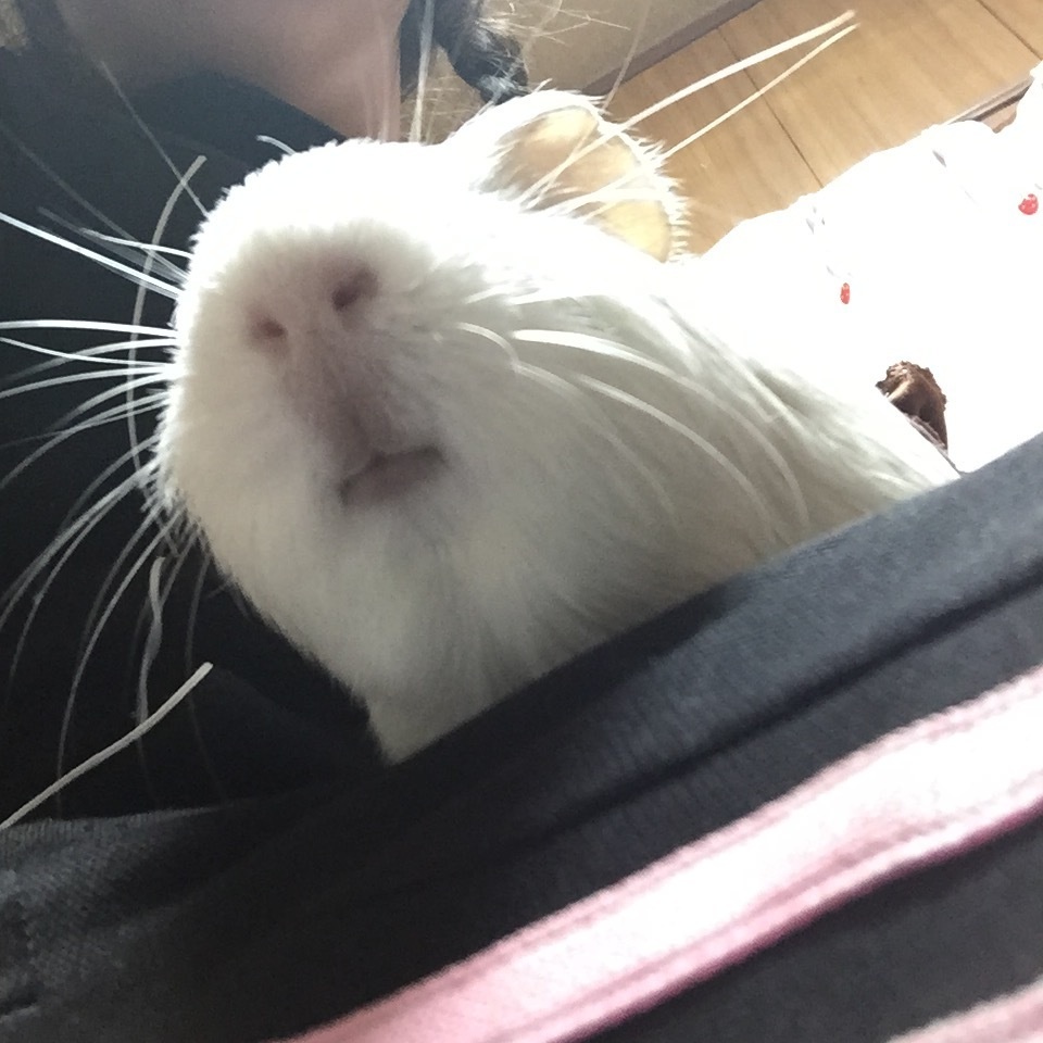 モルモットのおさんこち