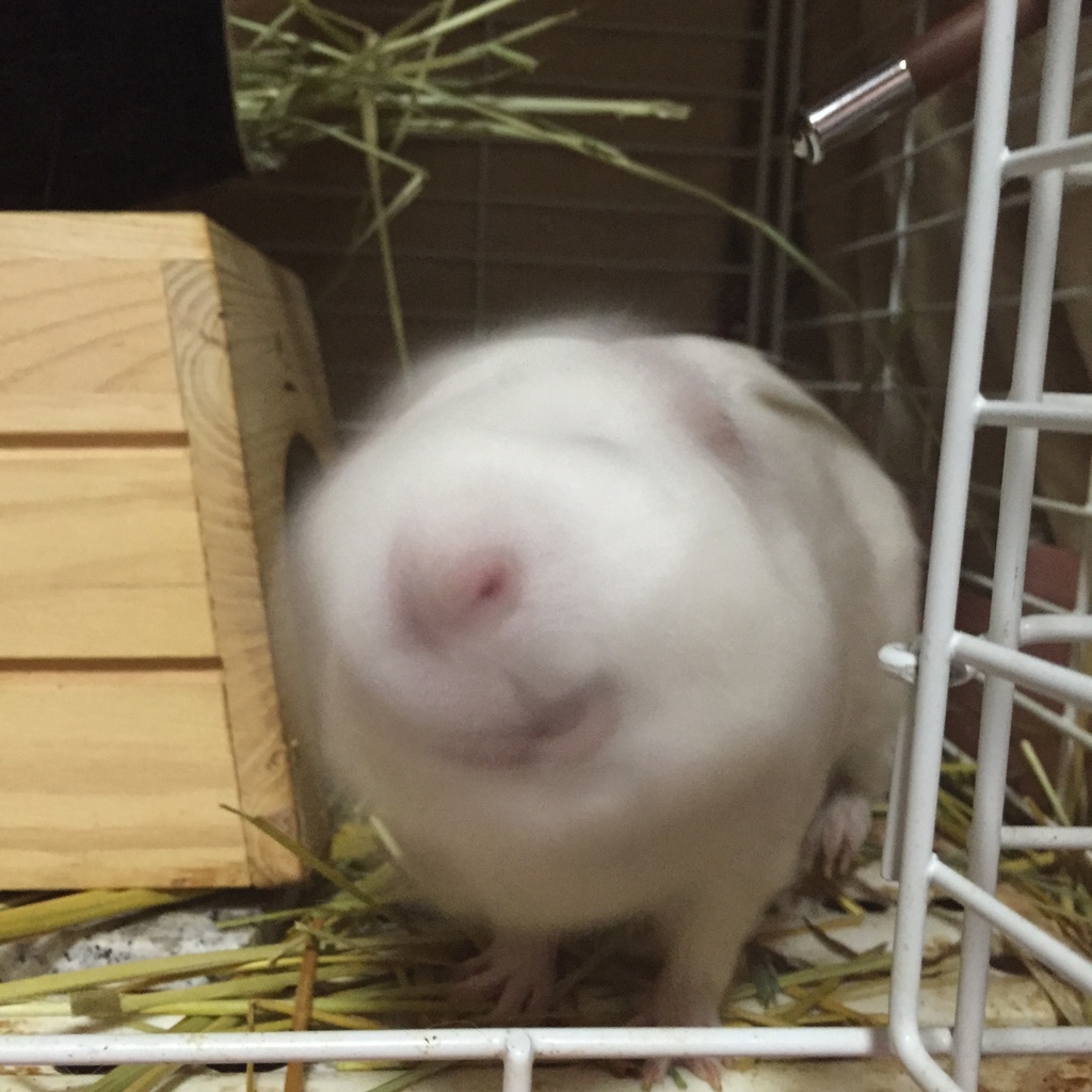 モルモットのおさんこち