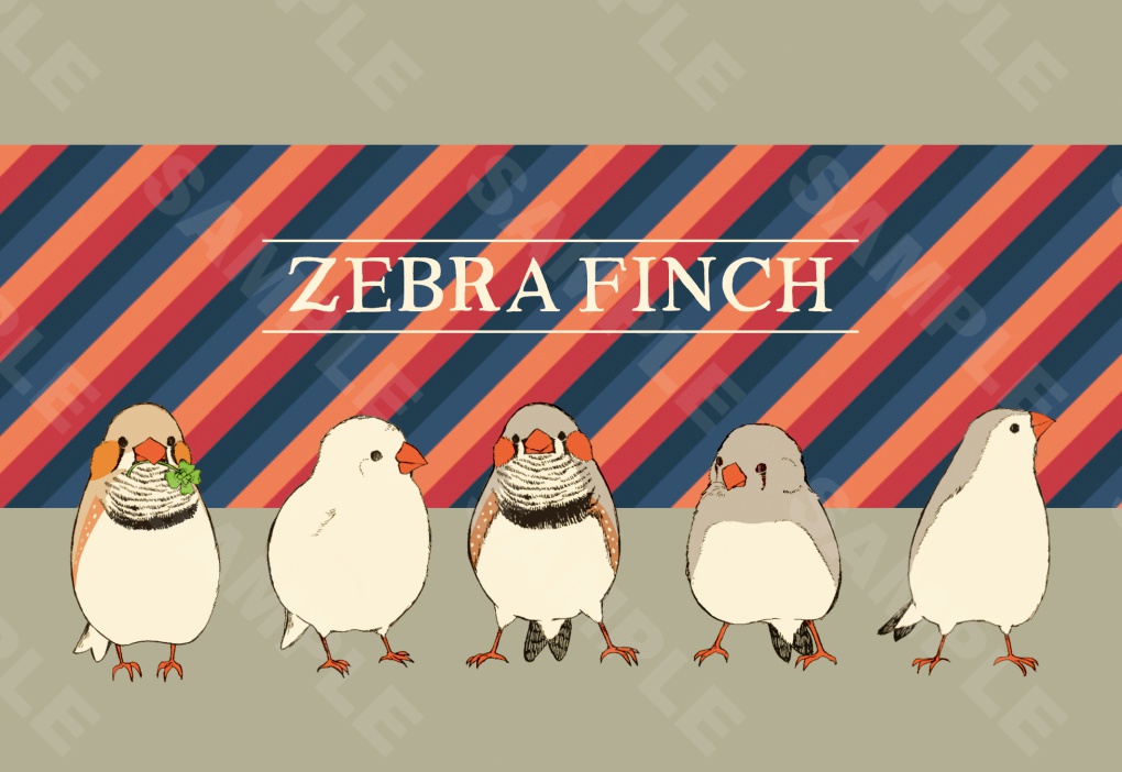 ZEBRA FINCH　ポストカード
