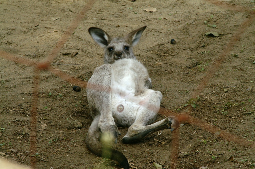 【写真集】こっちみんな