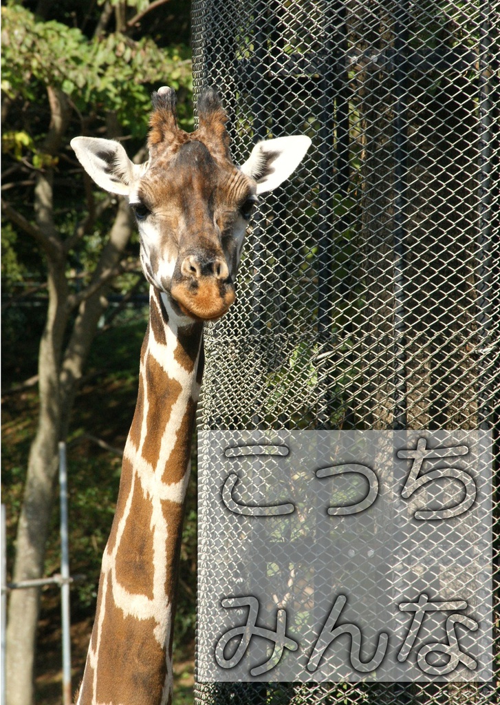 【写真集】こっちみんな
