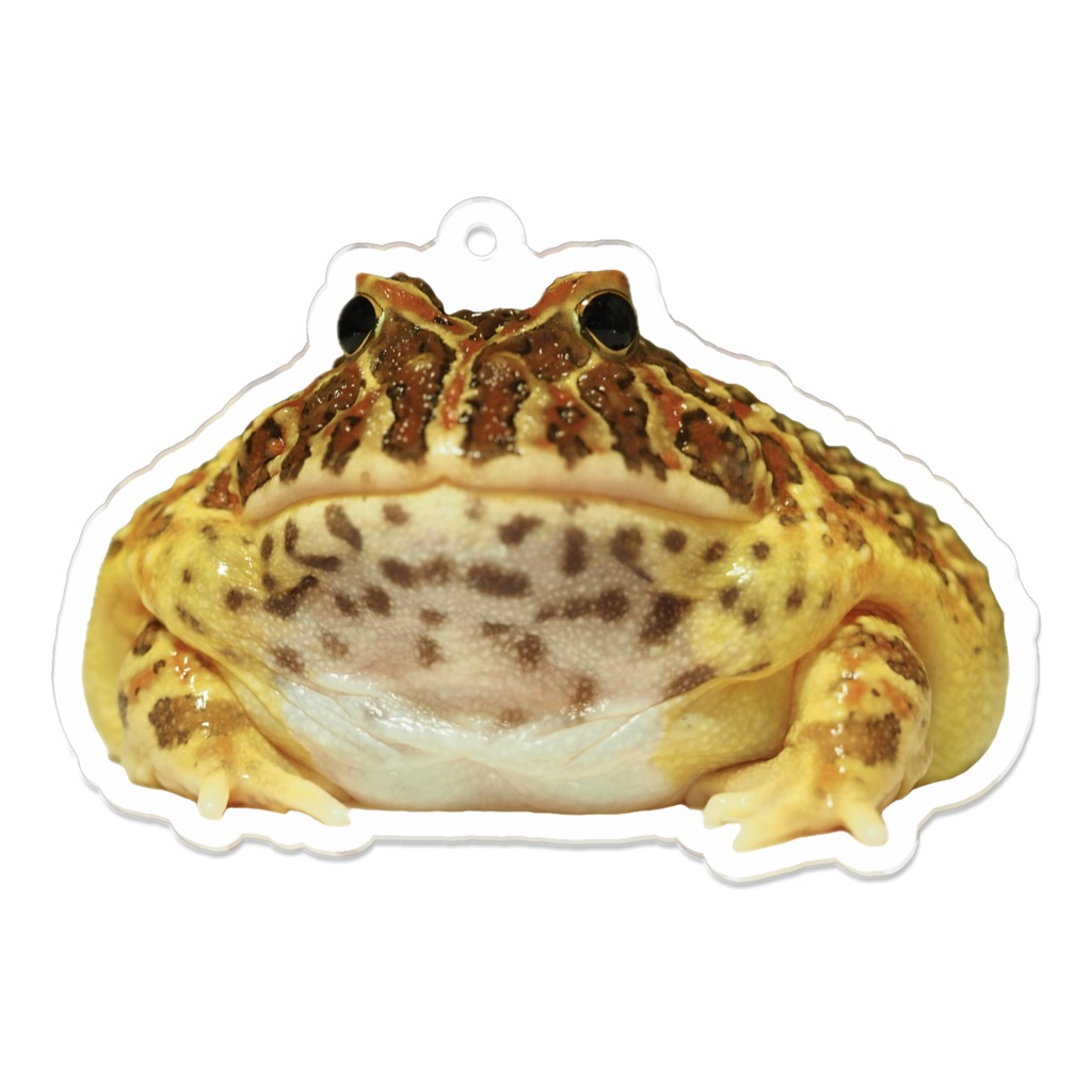 ベルツノガエルアクリルキーホルダー(保護あり)