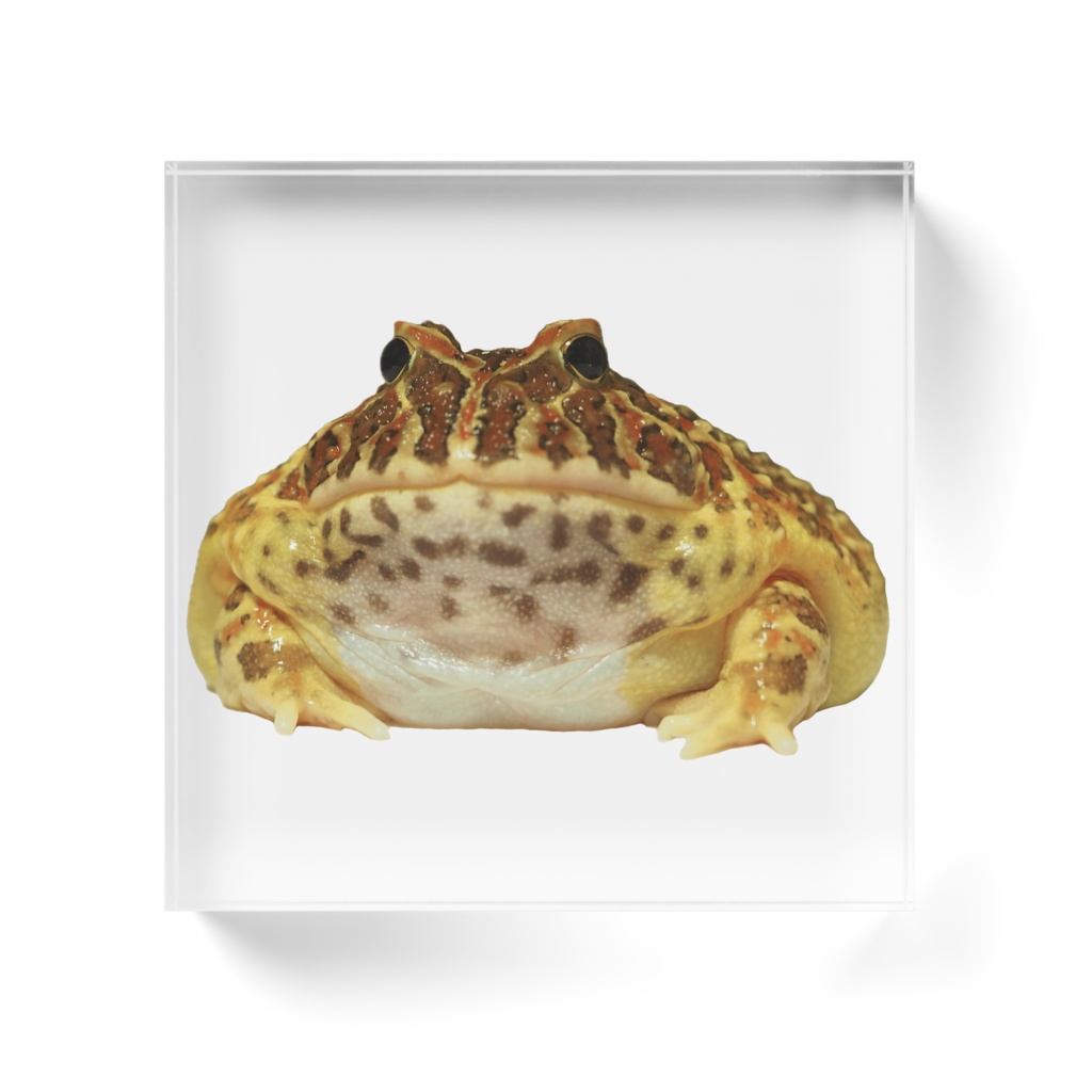 むちむちベルツノガエルアクリルブロック