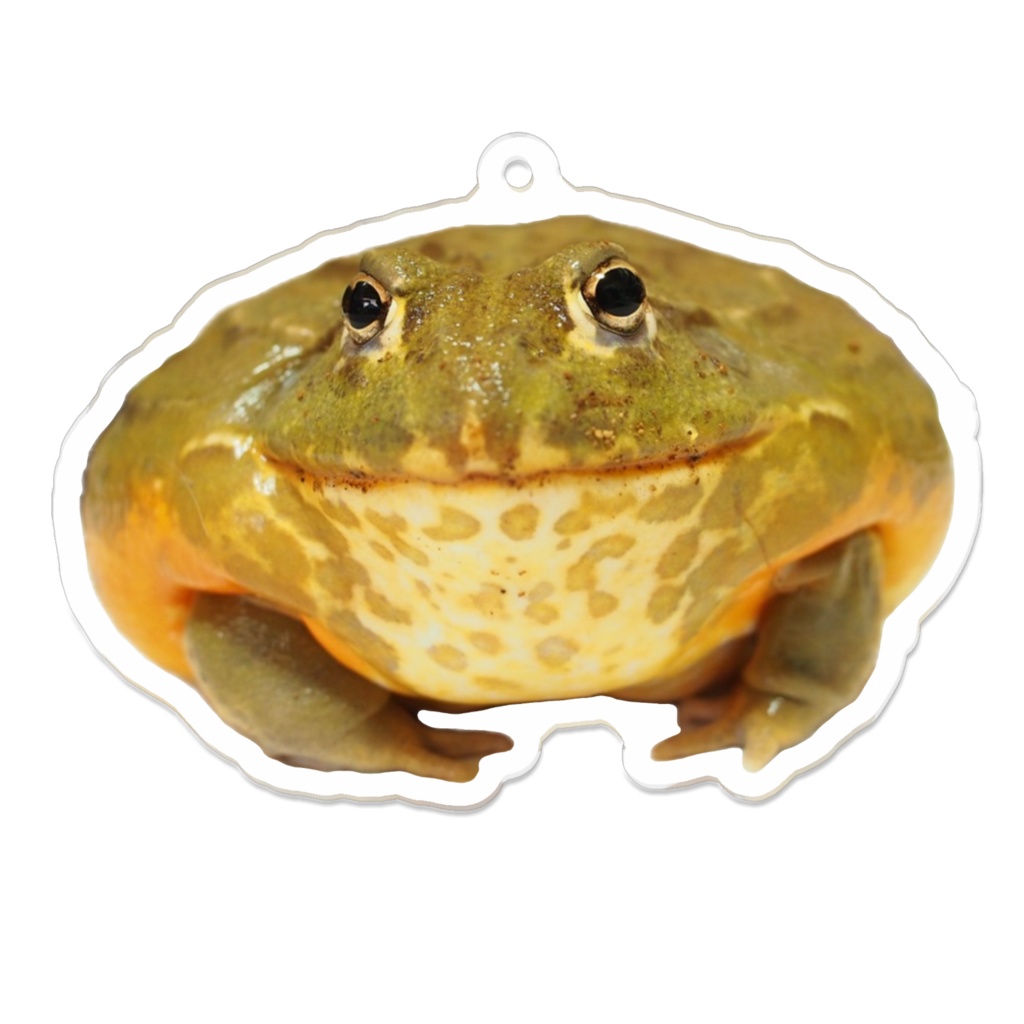 アフリカウシガエル　アクリルキーホルダー
