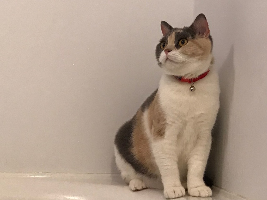 にゃんこのあんちゃん