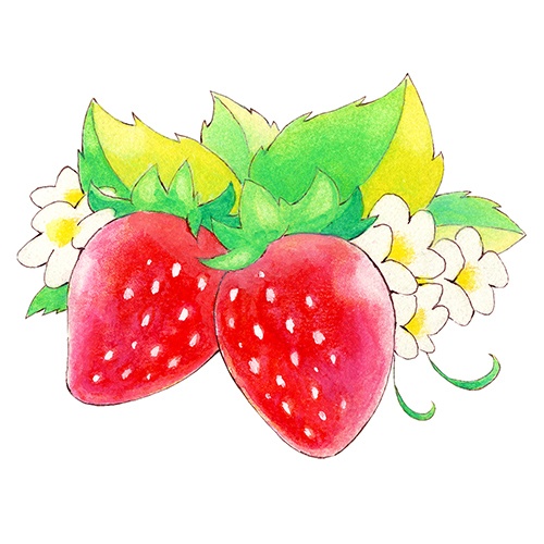 いちごのアナログイラスト