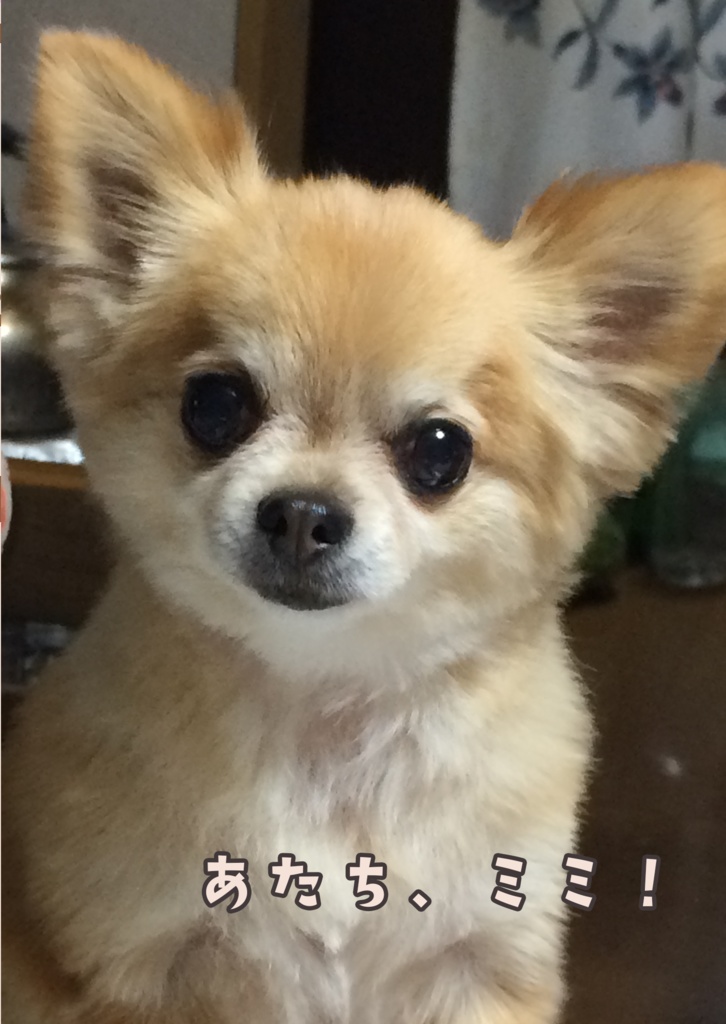 あたち、ミミ！