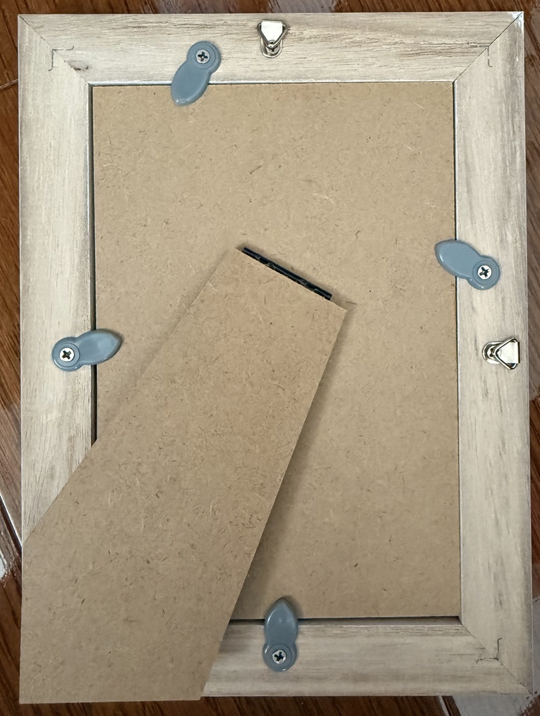 蓮とネオンテトラ