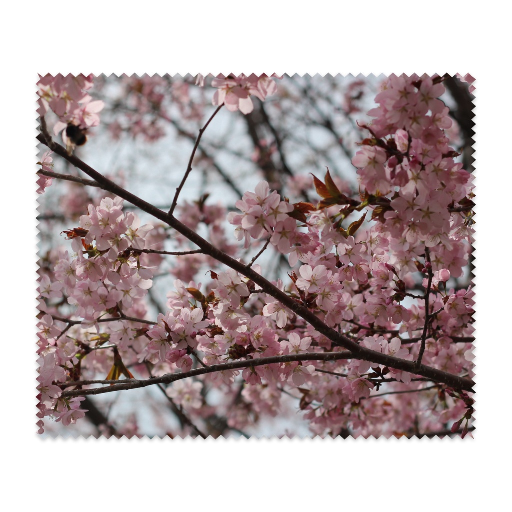 桜のメガネ拭き
