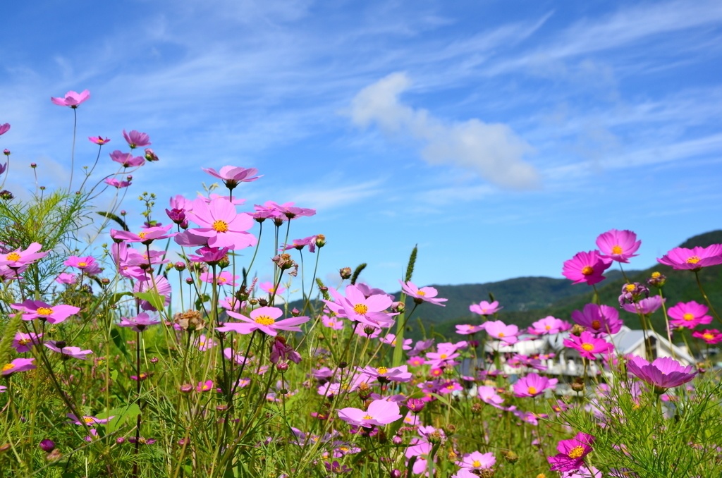 シャッフルビートのリズミカルなポップス曲