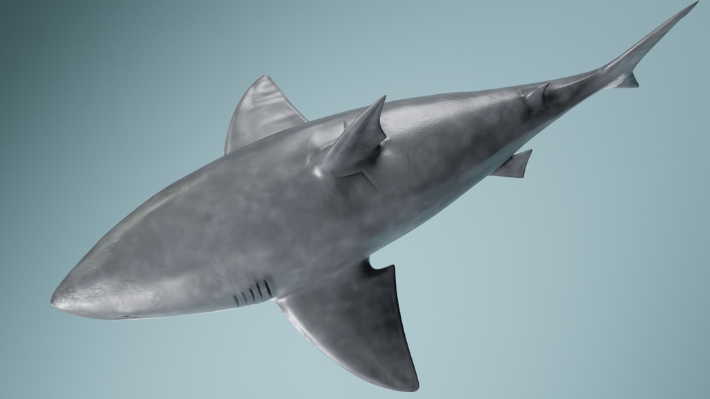 サメ 3Dモデル
