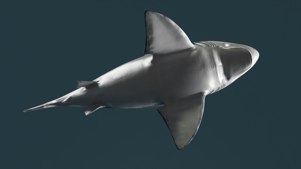 サメ 3Dモデル