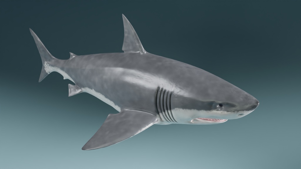 サメ 3Dモデル