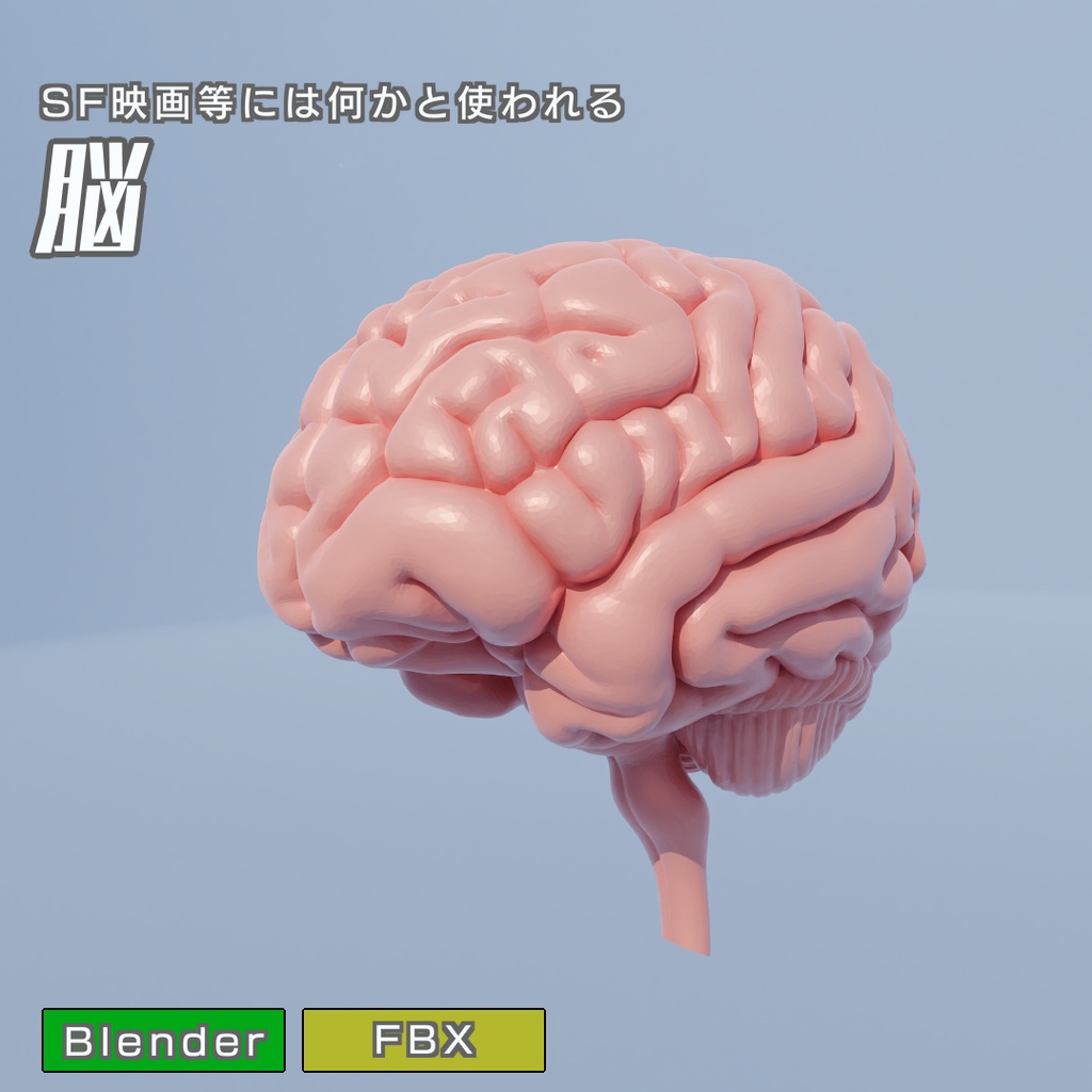 脳　3Dモデル