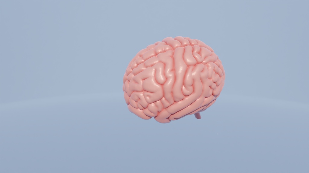 脳 3Dモデル