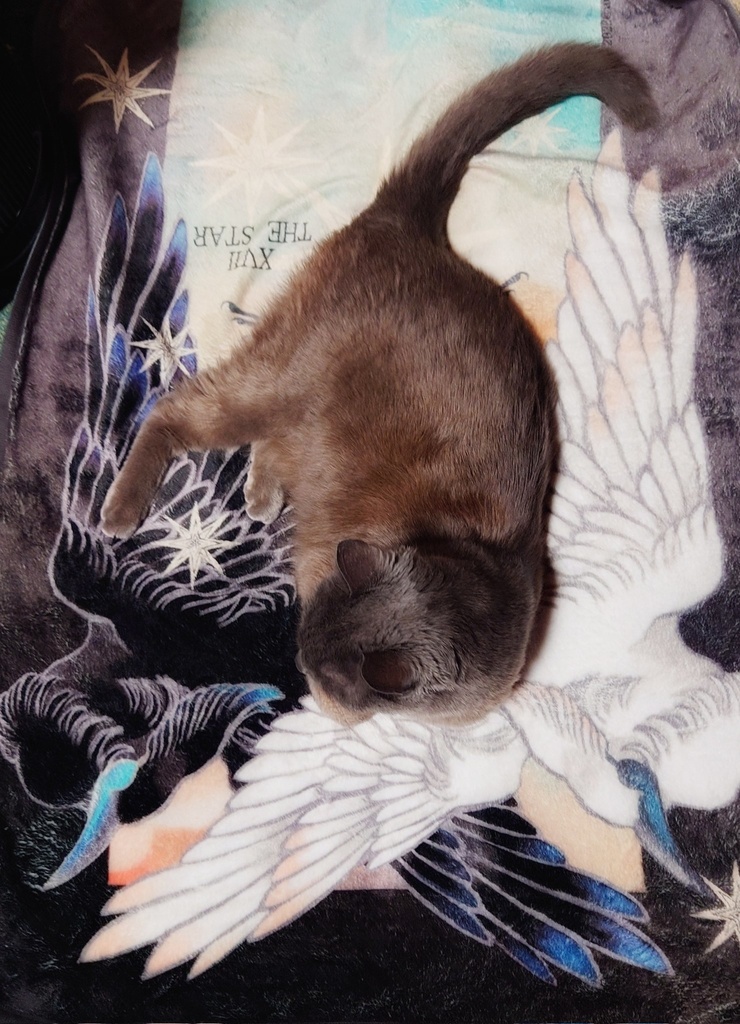 THE STAR ブランケット