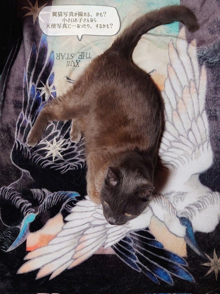 THE STAR ブランケット