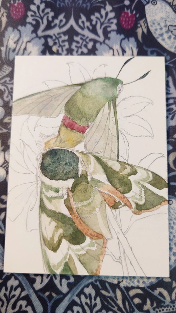 直筆ATC「仙蛾」